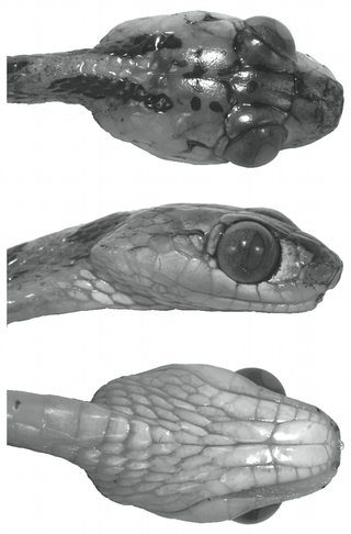 Illustration for article titled Say hello to Imantodes chocoensis, a new snake with anime eyes and a freaky looking body